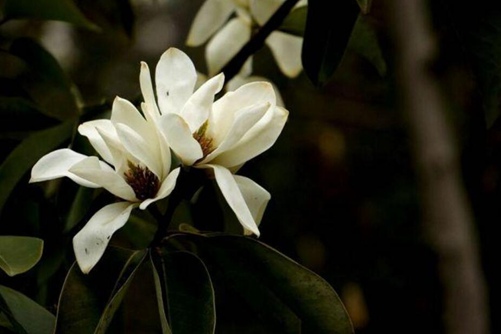 深山含笑图片,高清深山含笑图片大全