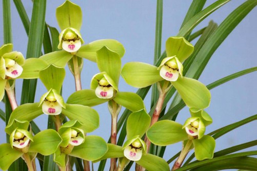 花中君子是什么花,花中君子的传说故事