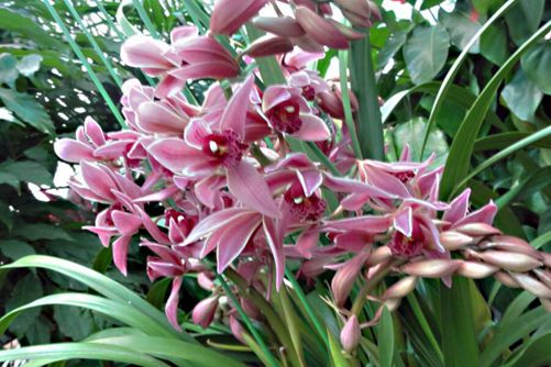 花中君子是什么花,花中君子的传说故事