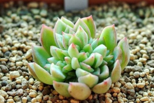 女雏烂叶原因,看看一棵女雏从死亡线上回来的案例