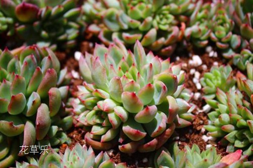 女雏烂叶原因,看看一棵女雏从死亡线上回来的案例