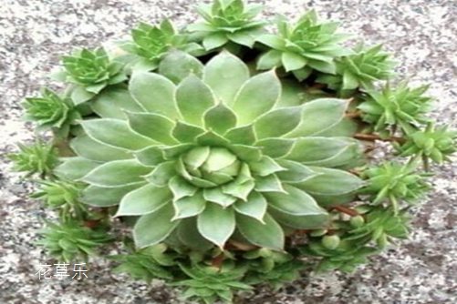 观音莲怎么浇水?多久才浇一次水?