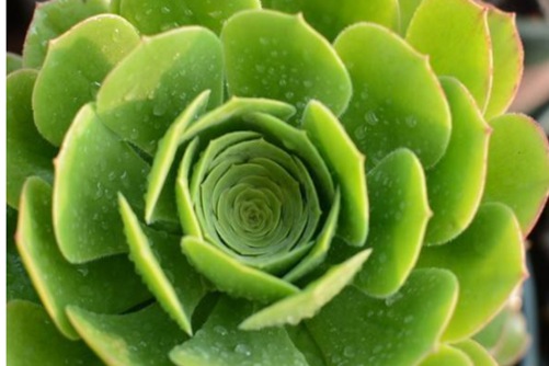 艳凝法师(绿羊绒锦)怎么养?举杯荷塘问花红,夏日风情绿羊绒锦