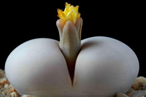 生石花怎样生根,快生根的养护技巧