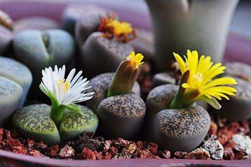 生石花怎样生根,快生根的养护技巧