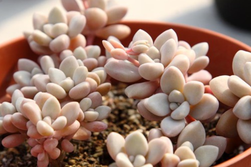 姬秋丽多肉养殖方法,用以下方法,从屌丝丑样逆袭成白富美!