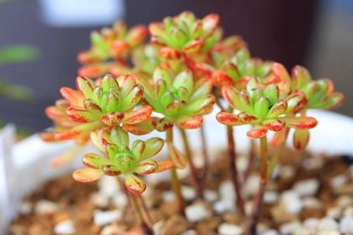 小人祭什么时候开花?我是一般不开花,开起花来也萌死人的多肉君!