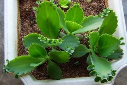 落地生根怎么养?落地生根,我生如飞蓬