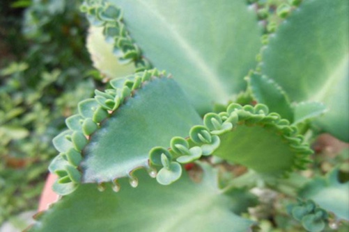 落地生根怎么养?落地生根,我生如飞蓬