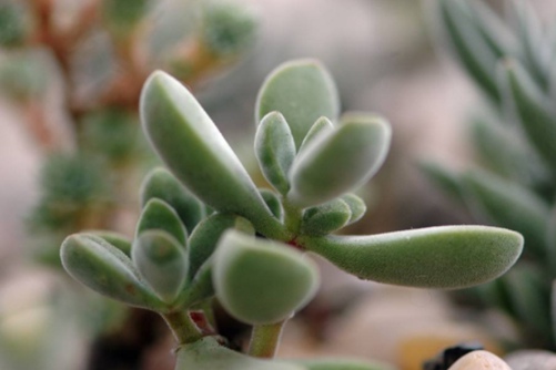 若歌诗养殖方法及注意事项,它从不等待花期,每天都如花般美丽