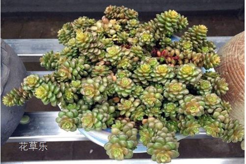 小玉烂根原因,用以下的方法,立马起死回生!