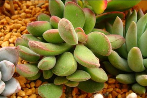 若歌诗的繁殖方法?方法对,一路惊喜一路风景!