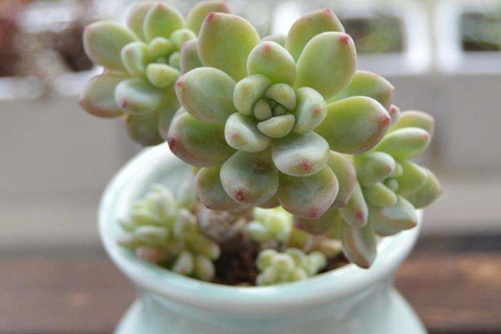 凝脂莲叶子水化怎么办?终于等到你,还好我没放弃~