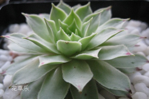 你有毒、他有毒,到底谁有毒?观音莲有毒吗,观音莲有什么作用?