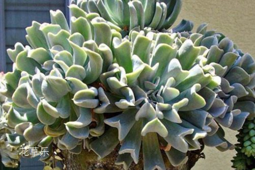 多肉界的英雄妈妈特玉莲,特玉莲的养殖方法有哪些?