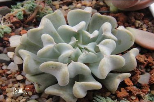 多肉界的英雄妈妈特玉莲,特玉莲的养殖方法有哪些?