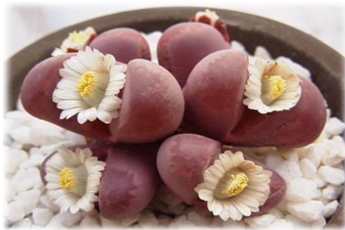 生石花怎么养?手把手教你如何把生石花养得像“屁股”!