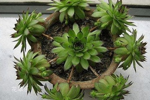 佛座莲的养殖方法和注意事项,这样做你的佛座莲青翠欲滴