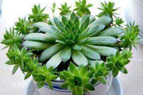 佛座莲的养殖方法和注意事项,这样做你的佛座莲青翠欲滴