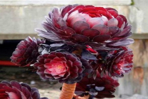 红铜壶和黑铜壶法师区别,法师控必备的两个品种和辨别方法