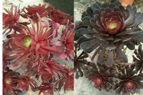 红铜壶和黑铜壶法师区别,法师控必备的两个品种和辨别方法