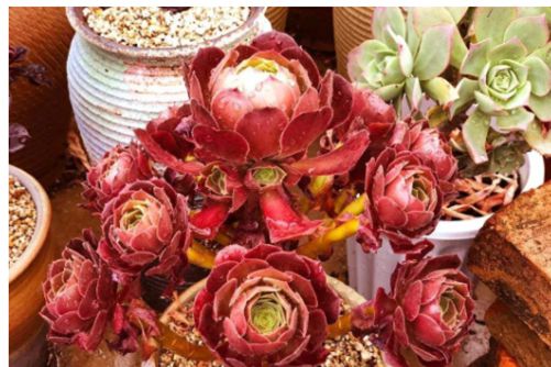 红铜壶和黑铜壶法师区别,法师控必备的两个品种和辨别方法