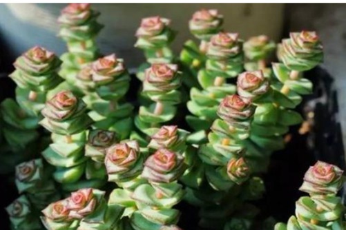 钱串和小米星有什么不同?懂得以下两点,你一眼就能分辨出来