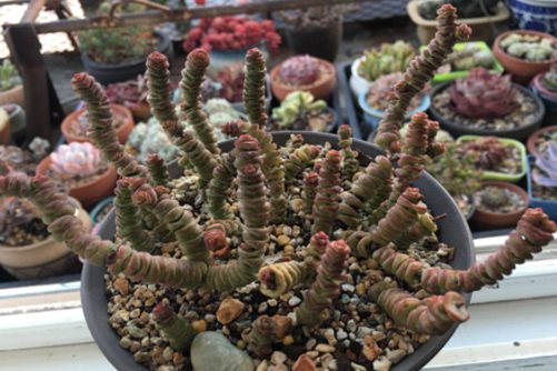 钱串烂根怎么办?不要让你的钱串子飞了!