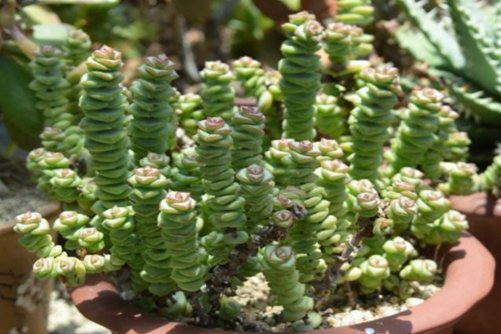 钱串烂根怎么办?不要让你的钱串子飞了!