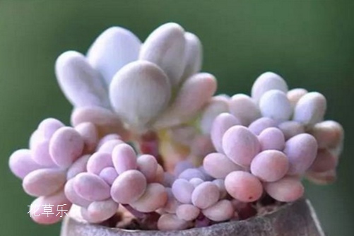 桃之卵怎么爆盆?我不要三生三世十里桃花,只要一窗台的桃之卵