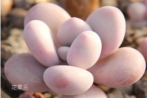 桃之卵怎么爆盆?我不要三生三世十里桃花,只要一窗台的桃之卵