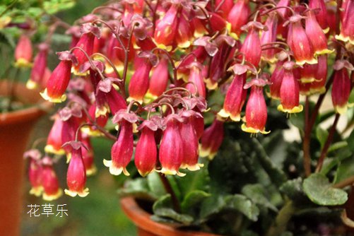 宫灯长寿花怎么修剪?我来告诉你