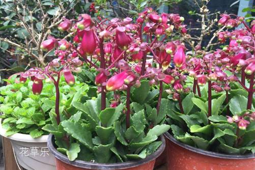 宫灯长寿花怎么修剪?我来告诉你