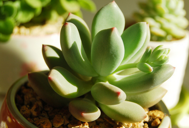 星美人如何浇水?不爆盆是因为你没把握这个原则!