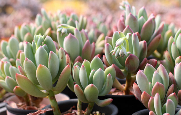 星美人如何浇水?不爆盆是因为你没把握这个原则!