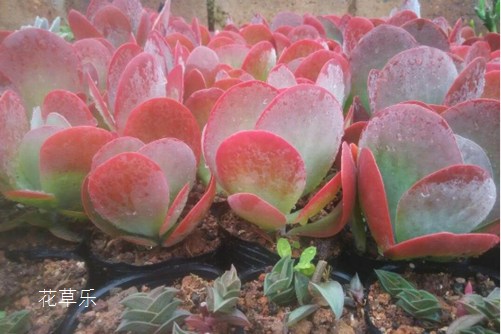 学会这些养护方法,轻轻松松让唐印爆盆了!