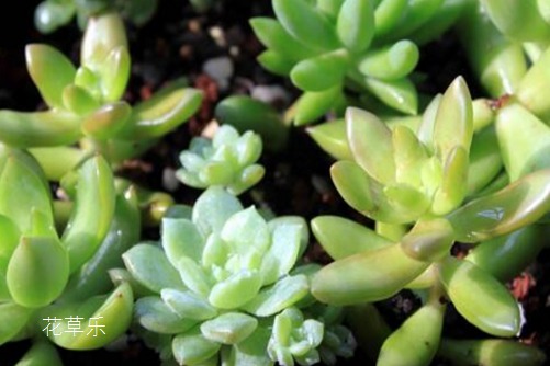 铭月几时有,花开在何时?多肉铭月会开花吗?