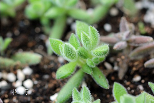 绵里不藏针,绒针会开花吗?绒针徒长了怎么办?