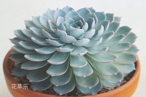 多肉屌丝也可逆袭,蓝石莲施好肥,屌丝也可成女神