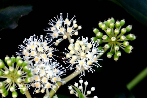 多肉熊掌花怎么修剪和摘心,才会很快长出熊掌一样的“红爪子”