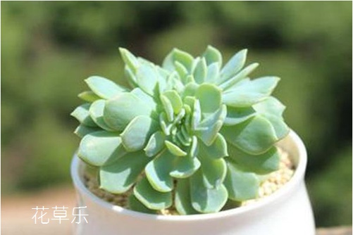 刀剑乱舞千羽鹤,千羽鹤的习性及植物形态