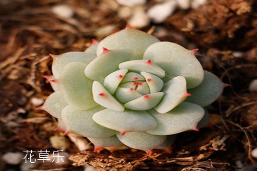 静夜披黄卷,青藜照五行—静夜多肉怎么养