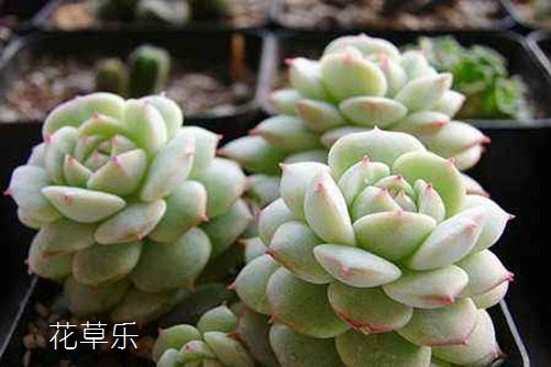 静夜披黄卷,青藜照五行—静夜多肉怎么养