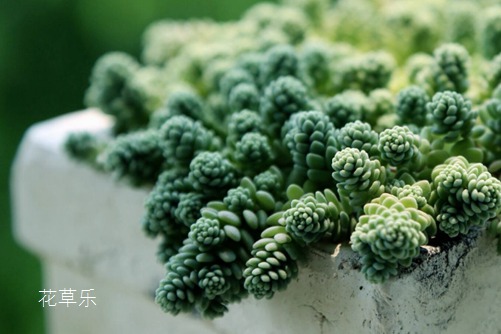 你家姬星美人美了吗?学会姬星美人要如何养护,你的美人一定爆盆