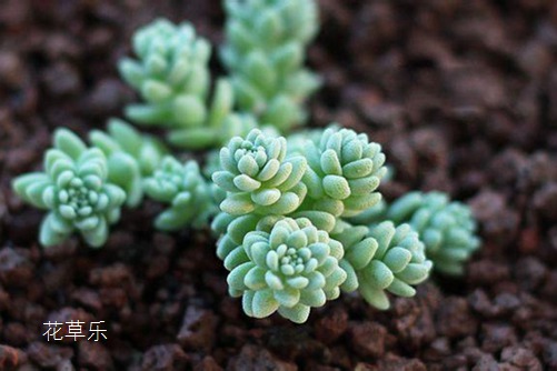 你家姬星美人美了吗?学会姬星美人要如何养护,你的美人一定爆盆