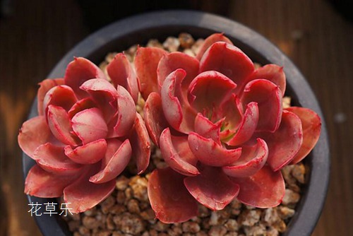 多肉怎么养?多肉紫焰的特征及养护