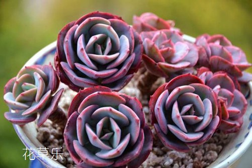 多肉红粉台阁怎么养?你的养殖方法正确吗?