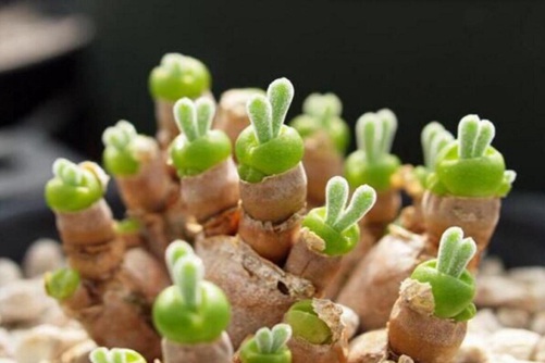 碧光环怎么种,怎样将多肉碧光环养成小兔兔