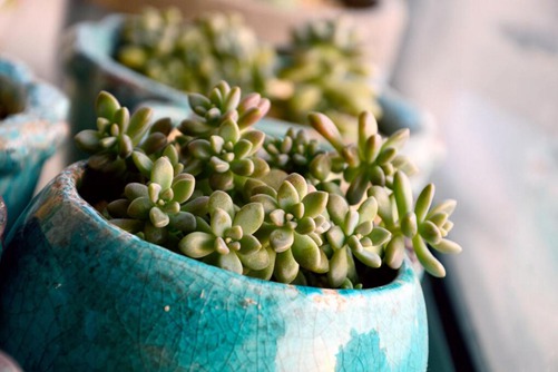 姬秋丽多肉怎么养,姬秋丽爆盆后简直是逆天,看得人心花怒放