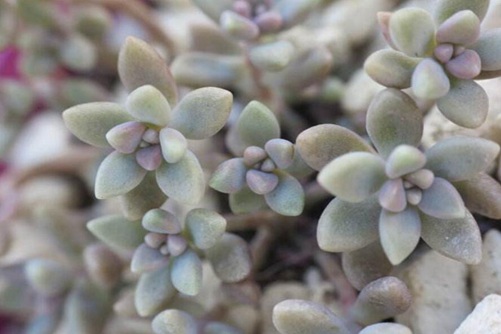 姬秋丽多肉怎么养,姬秋丽爆盆后简直是逆天,看得人心花怒放